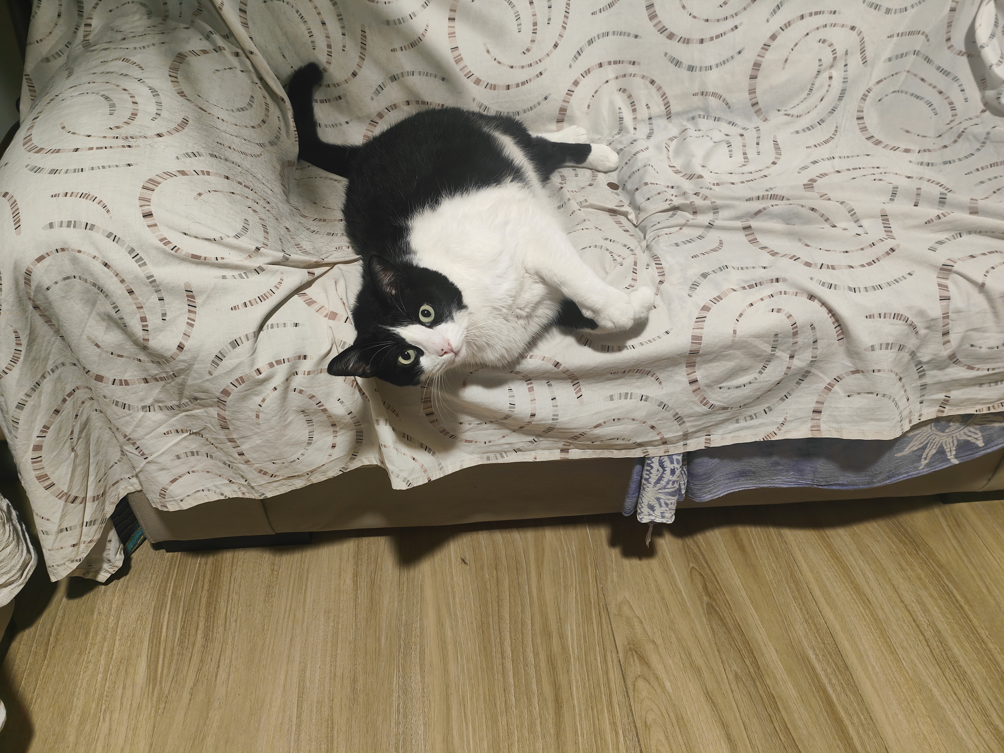 Cuidado de mascota a domicilio